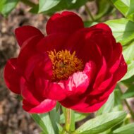 Red Red Rose