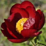 Red Romance