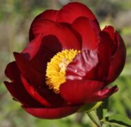 Red Romance