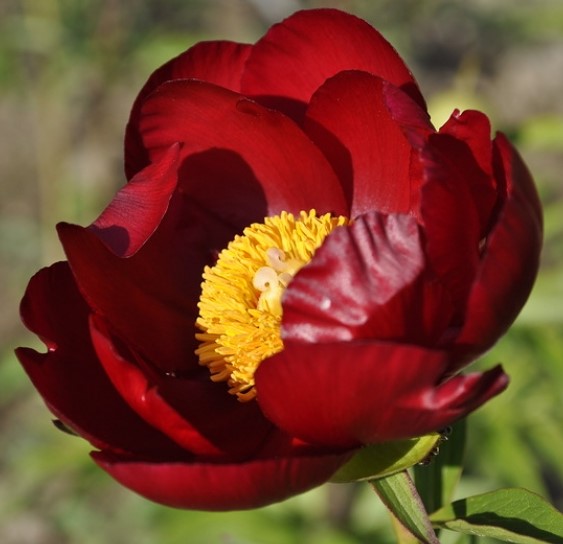 Red-Romance-3 Red Romance - Pilt 1