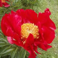 Red Romance - Pilt 3