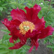 Red Romance - Pilt 2