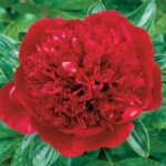 Hei Hai Bo Tao ( RED MAGIC)
