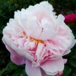 Reine Hortense