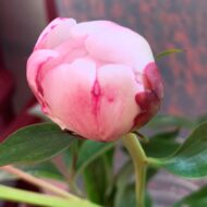 Reine Hortense - Pilt 8