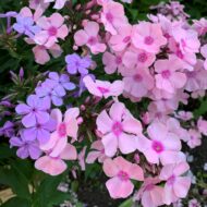 Rosa Pastel - Pilt 2
