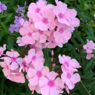 Rosa Pastel - Pilt 3