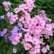Rosa Pastel - Pilt 4