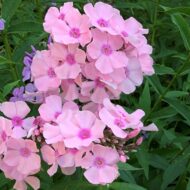 Rosa Pastel - Pilt 5