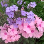 Rosa Pastel