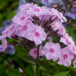 Rosanne