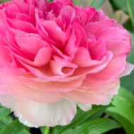 Rose Heart - Pilt 4