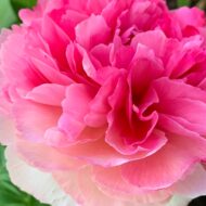 Rose Heart - Pilt 5