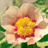 Rose Noble