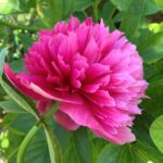 Rosea Plena