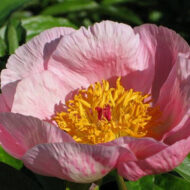 Roselette