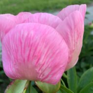 Roselette - Pilt 3
