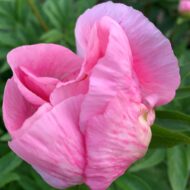 Roselette - Pilt 4