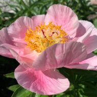 Roselette - Pilt 2