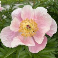 Roselette - Pilt 6