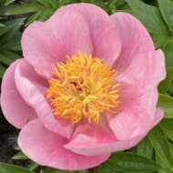 Roselette - Pilt 7