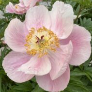 Roselette - Pilt 8