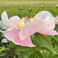 Roselette - Pilt 9