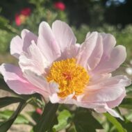 Rozalia