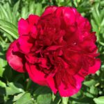 Paeonia officinalis Rubra Plena