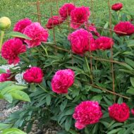 Rubra Plena - Pilt 2