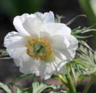 Paeonia emodii - Pilt 5