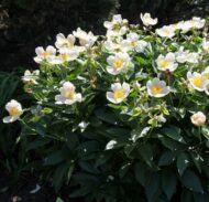 Silver Dawn Mix