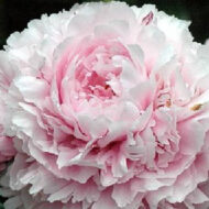Sarah Bernhardt - Pilt 2