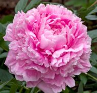 Sarah Bernhardt - Pilt 4
