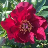 Scarlet Heaven - Pilt 3