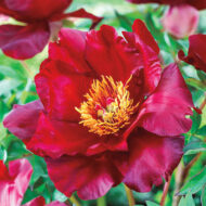 Scarlet Heaven - Pilt 2