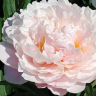Serene Pastel - Pilt 3