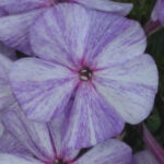 Sledy
