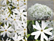 Snowflake - Pilt 2