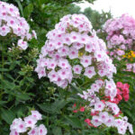 Sommerbouquet