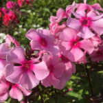 Sommerfreude