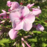 Sommerglück