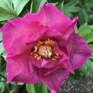 Sonoma Rosy Future - Pilt 5