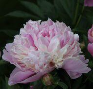 Sorbet /Eden's Perfume - Pilt 4