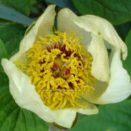Paeonia macrophylla