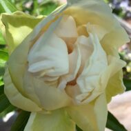 Sunny Girl - Pilt 2