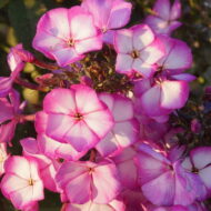 Sweet Summer Fantasy