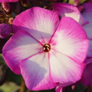 Sweet Summer Fantasy - Pilt 2