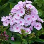 Sweet Summer Favourite