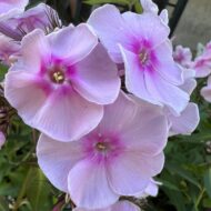 Sweet Summer Soft - Pilt 4
